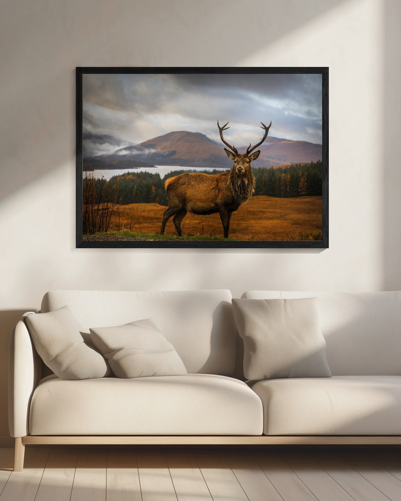 Scottish Stag - Poster / Art Print - interiör