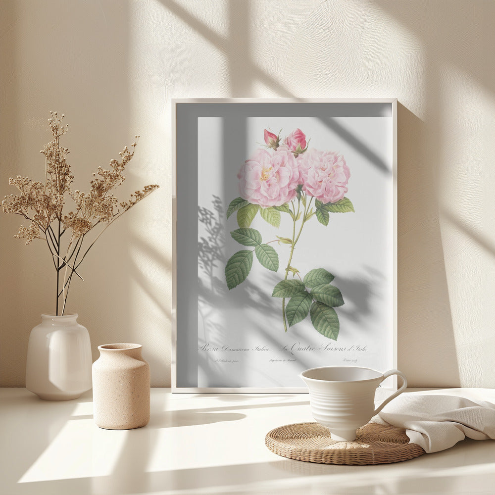 Rosa Bifera Officinalis, Les Roses (1817–1824) - Poster / Art Print - interiör