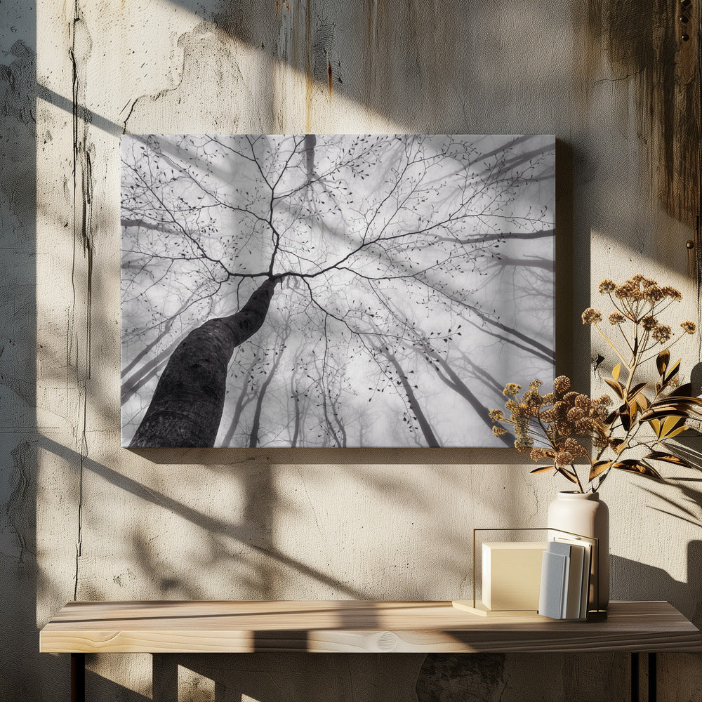 A view of the tree crown - Poster / Art Print - interiör