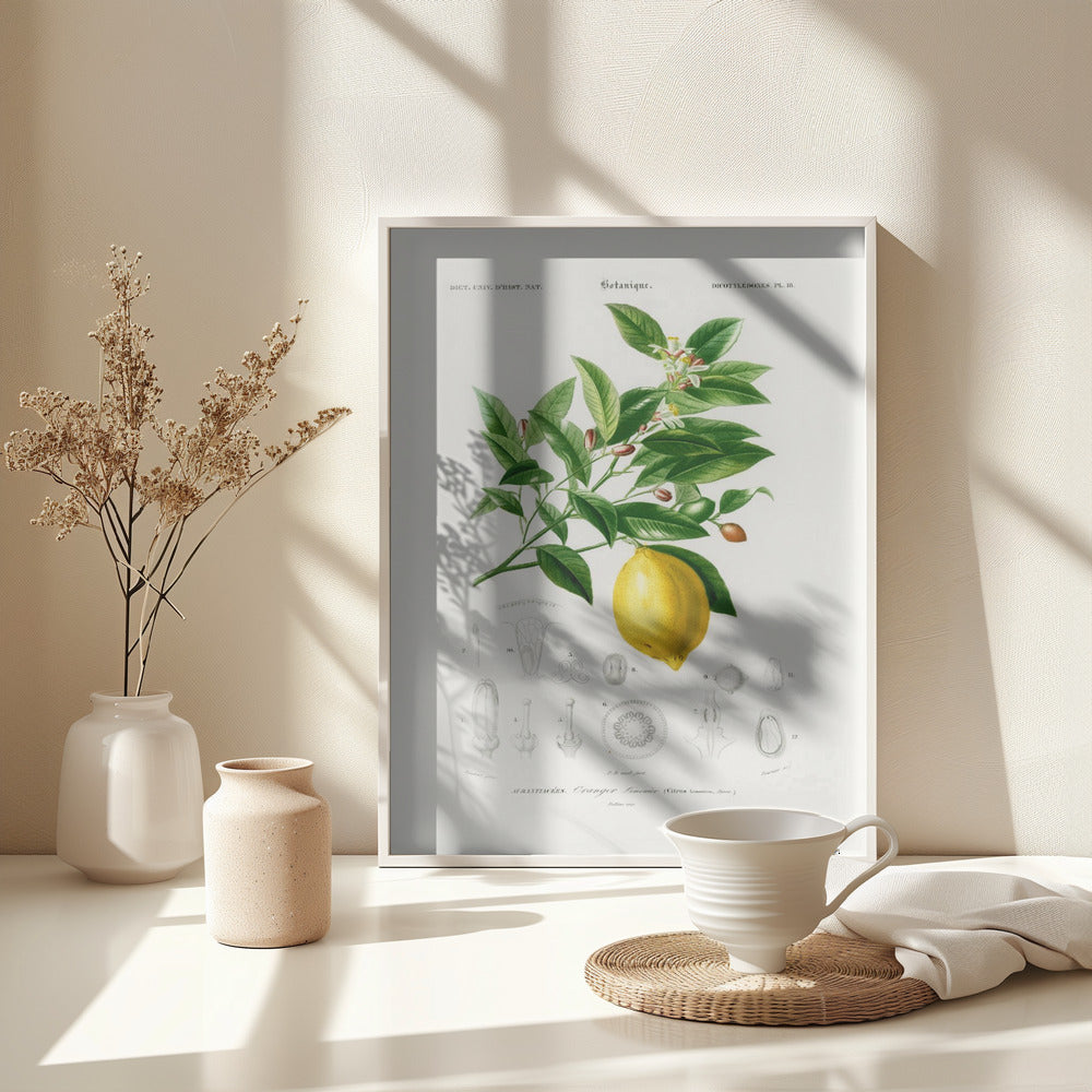 Lemon (citrus Limonium) - Poster / Art Print - interiör