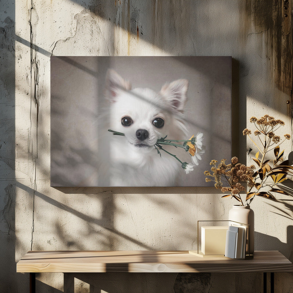 Chihuahua with flowers - Poster / Art Print - interiör