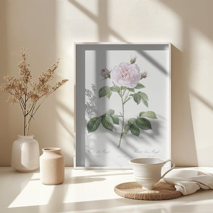 Royal White Rose, Les Roses (1817–1824) - Poster / Art Print - interiör