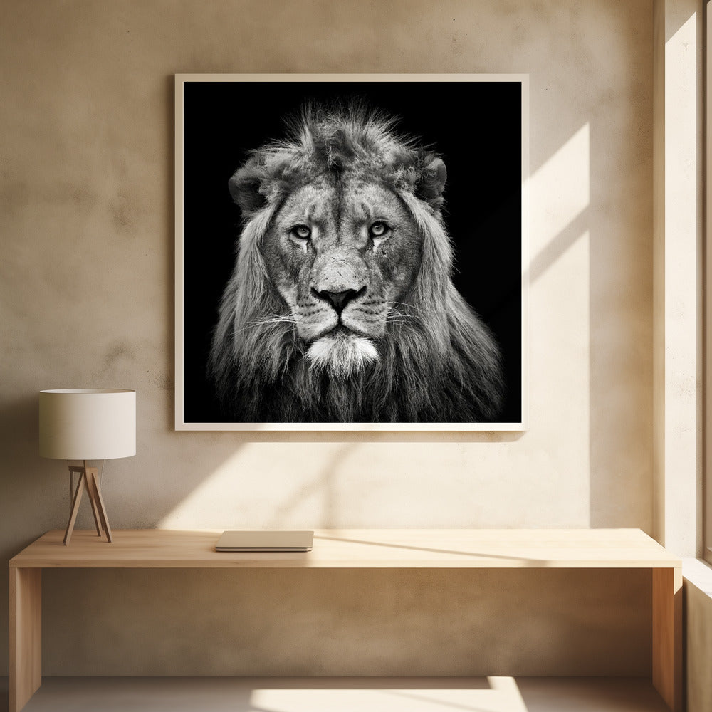 Young Male Lion - Poster / Art Print - interiör