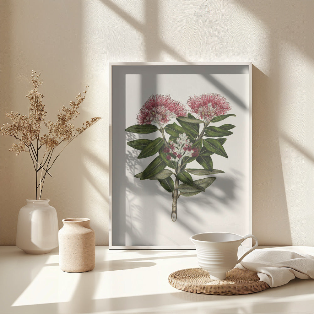 Pohutukawa   Metrosideros Tomentosa Drawn By Sarah Featon (1848–1927) - Poster / Art Print - interiör