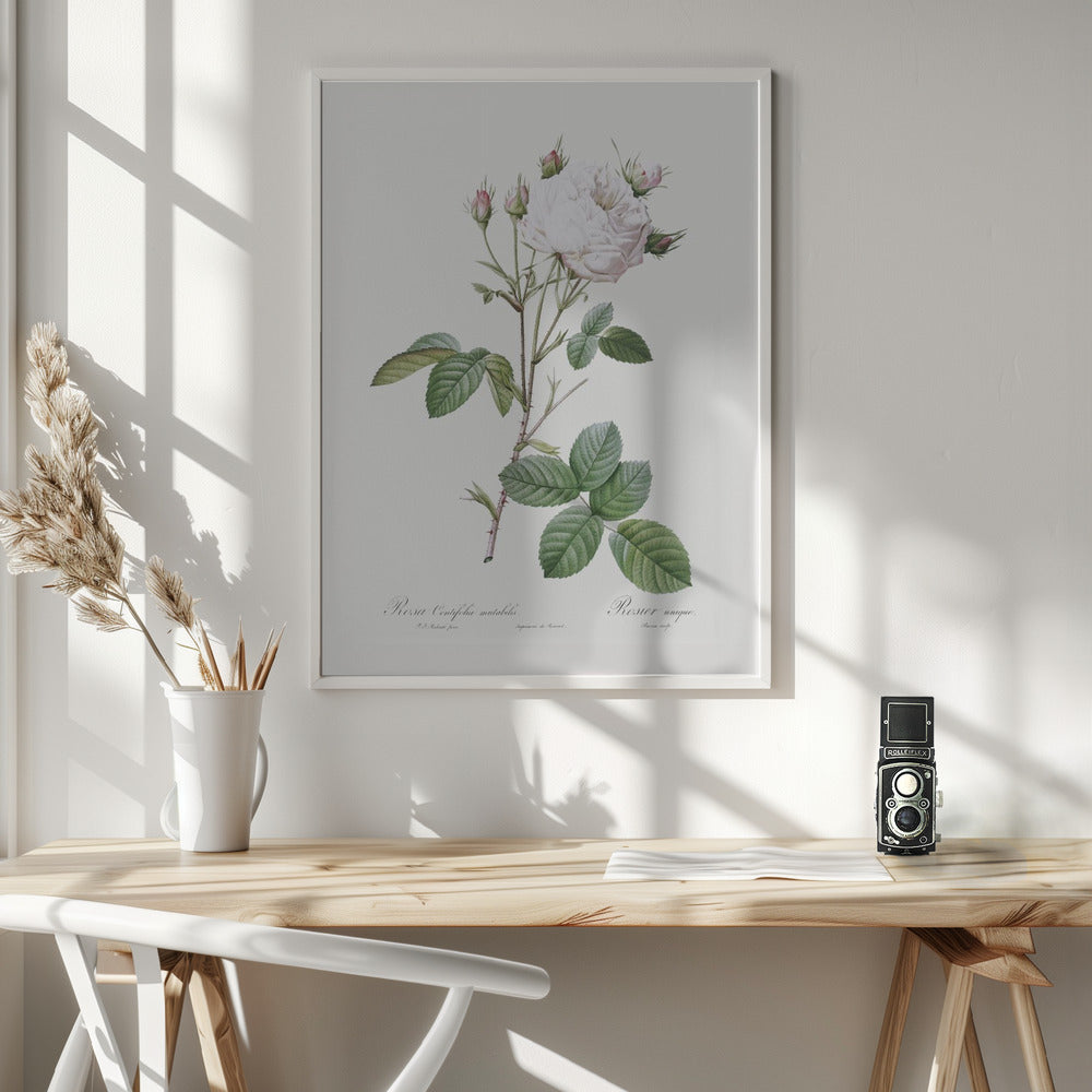 Cabbage Rose White Provence, Les Roses (1817–1824) - Poster / Art Print - interiör