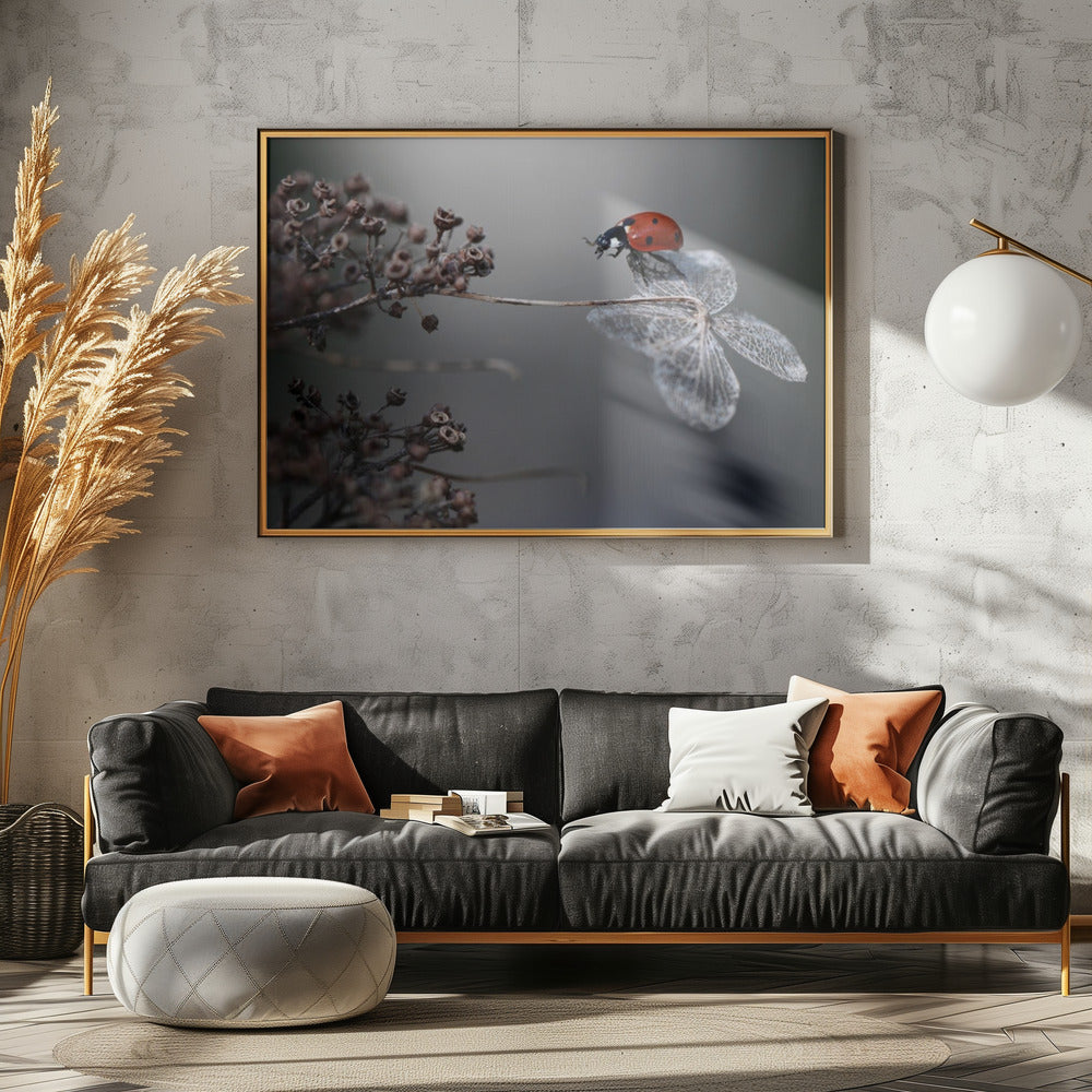 Ladybird on hydrangea. - Poster / Art Print - interiör
