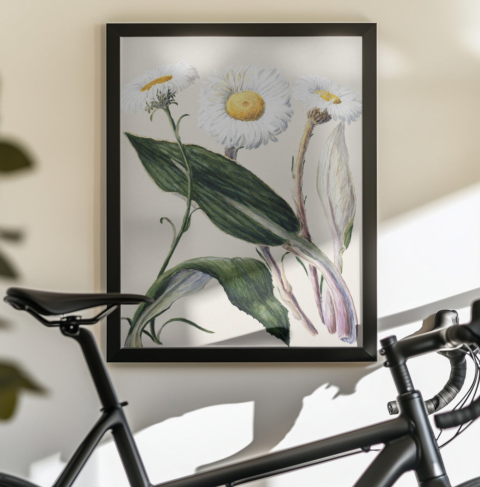 New Zealand Mountain Daisies Drawn By Sarah Featon (1848–1927 - Poster / Art Print - interiör