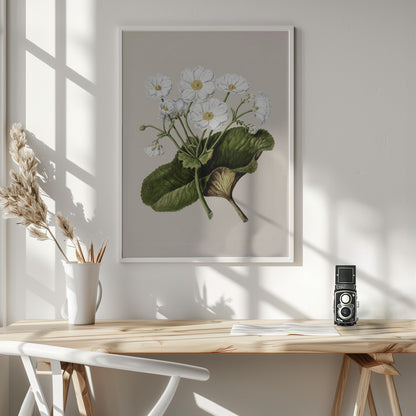 The Mountain Lily Drawn By Sarah Featon (1848–1927) - Poster / Art Print - interiör