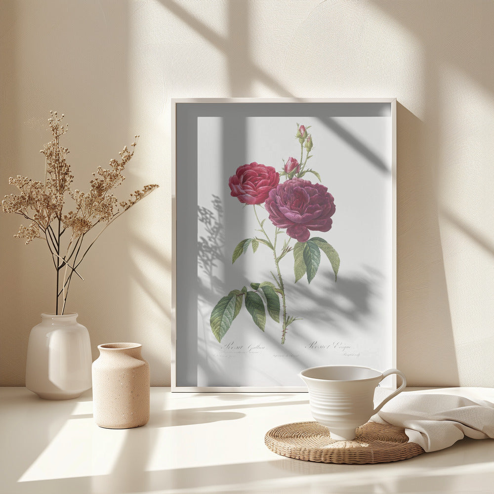 Purple French Rose, Les Roses (1817–1824) - Poster / Art Print - interiör