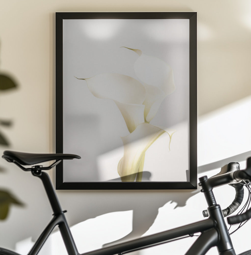 White Calla Lily No 3 - Poster / Art Print - interiör