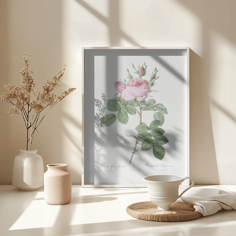 Rosa Bifera Officinalis,les Roses (1817–1824) - Poster / Art Print - interiör