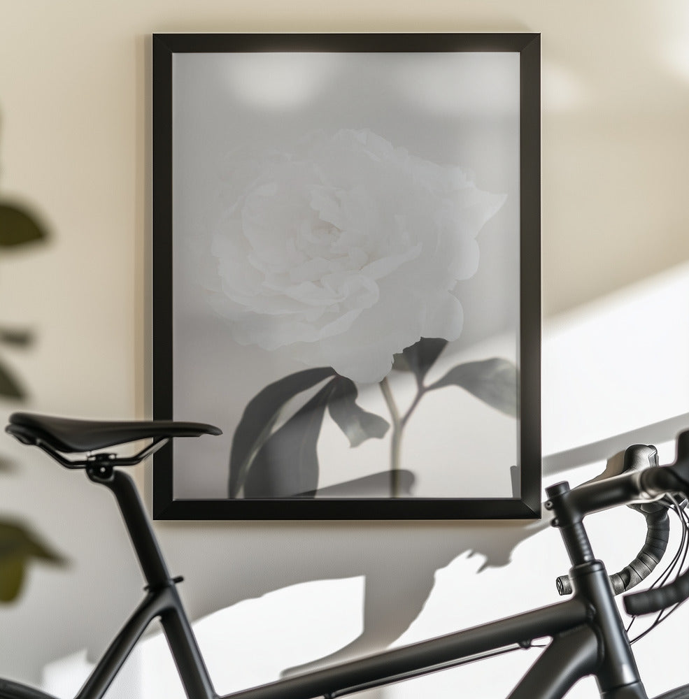 Peony 03 - Poster / Art Print - interiör