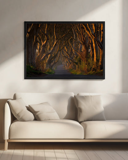 The Dark Hedges in the Morning Sunshine - Poster / Art Print - interiör