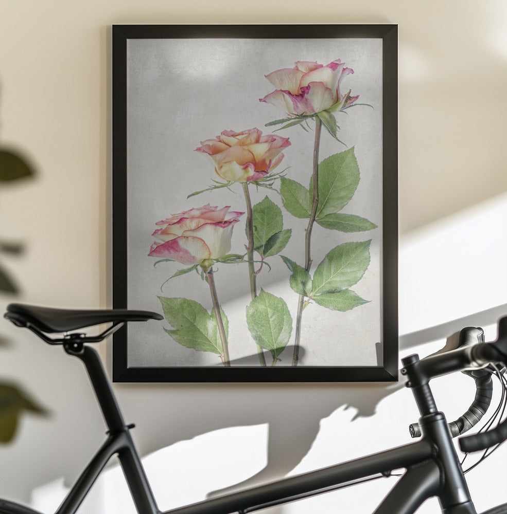 Roses - Poster / Art Print - interiör