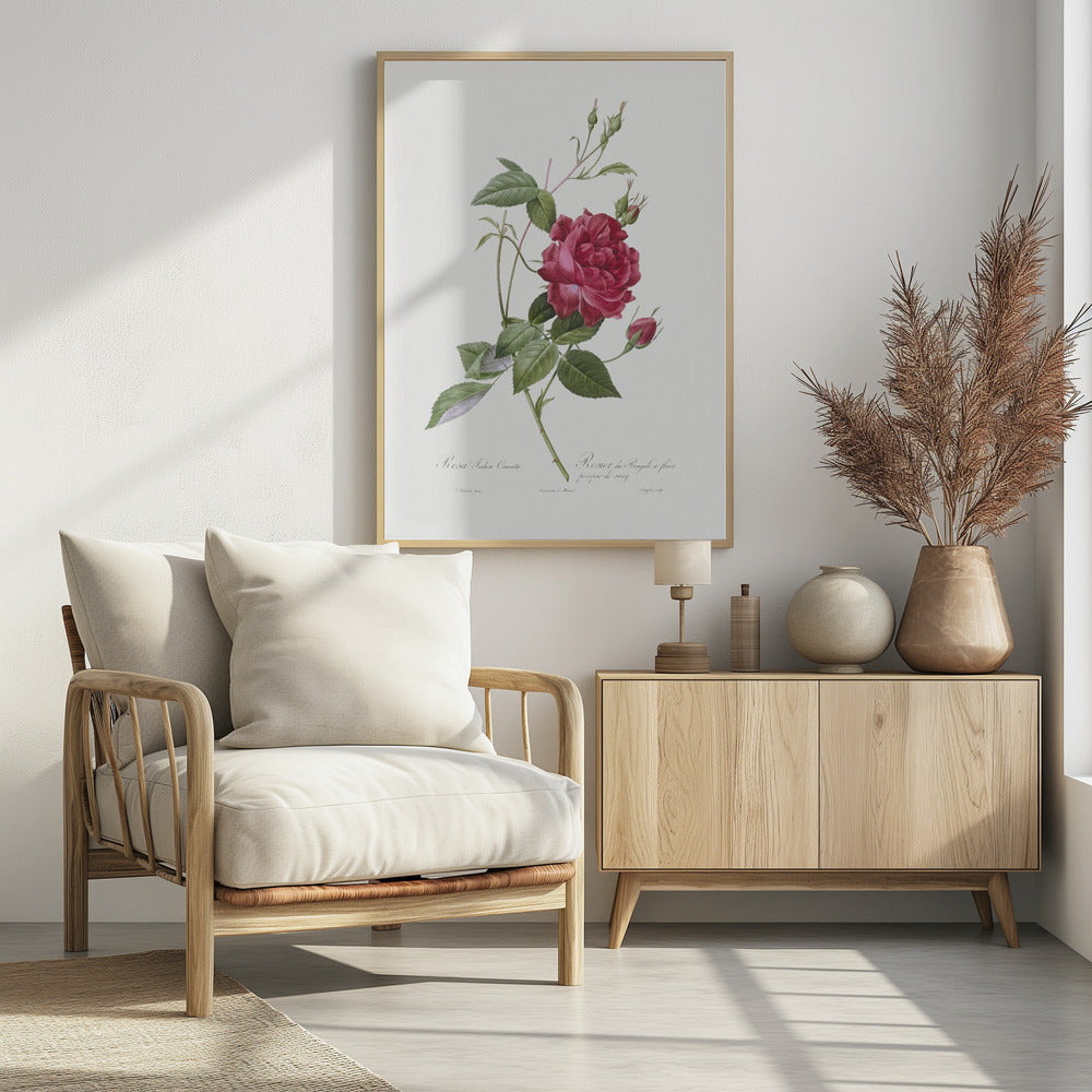 Blood Red Bengal Rose, Les Roses (1817–1824) - Poster / Art Print - interiör