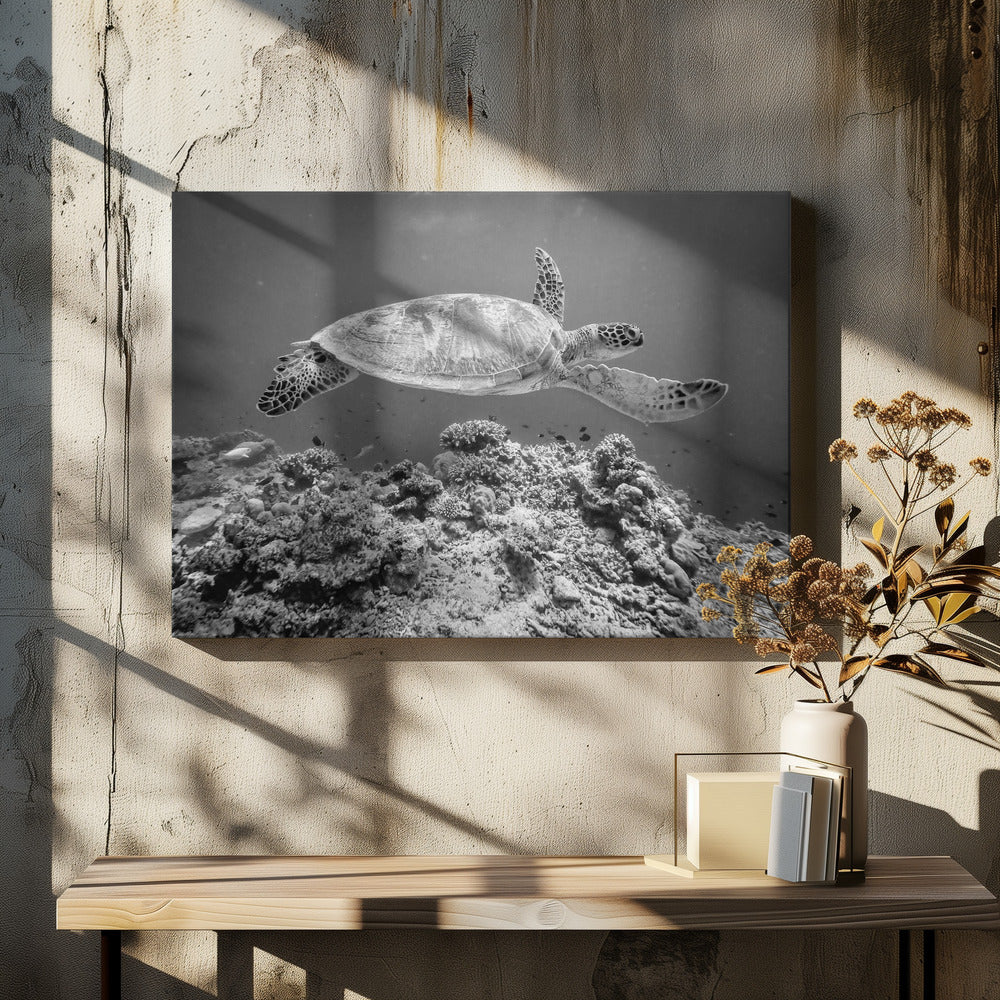 Sea Turtle at Sipadan - Poster / Art Print - interiör