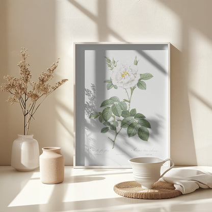 Rosa Alba Flore Pleno, Les Roses (1817–1824) - Poster / Art Print - interiör