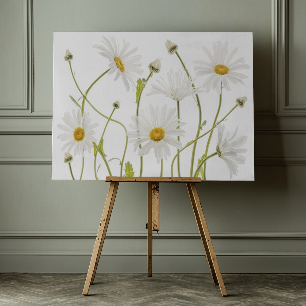 Ox eye Daisies - Poster / Art Print - interiör
