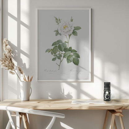 Rosa Alba Flore Pleno, Les Roses (1817–1824) - Poster / Art Print - interiör