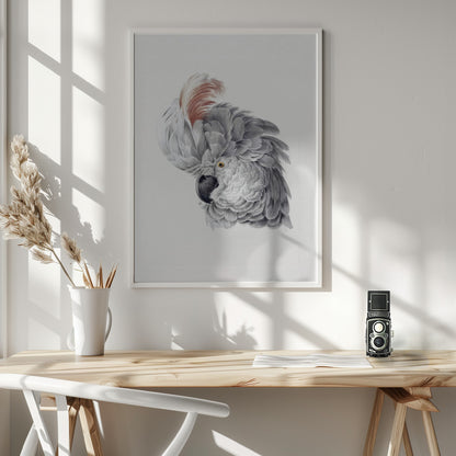 Cockatoo Head - Poster / Art Print - interiör