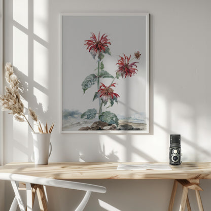 A Red Bergamot In a Landscape - Poster / Art Print - interiör