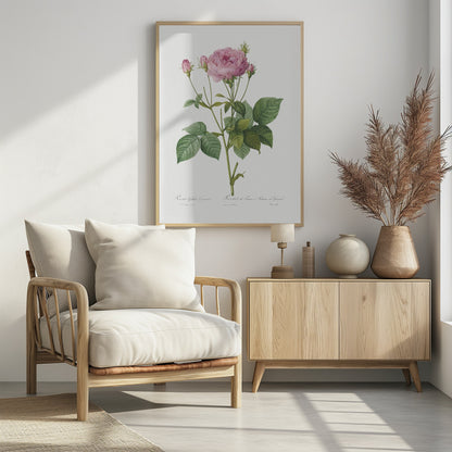 Rosa Gallica Granules, Les Roses (1817–1824) - Poster / Art Print - interiör