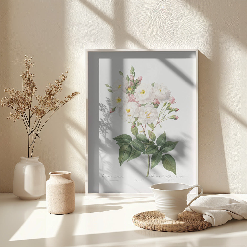 Rosa × Noisettiana, Les Roses (1817–1824) - Poster / Art Print - interiör