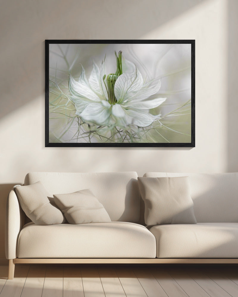 Nigella - Poster / Art Print - interiör