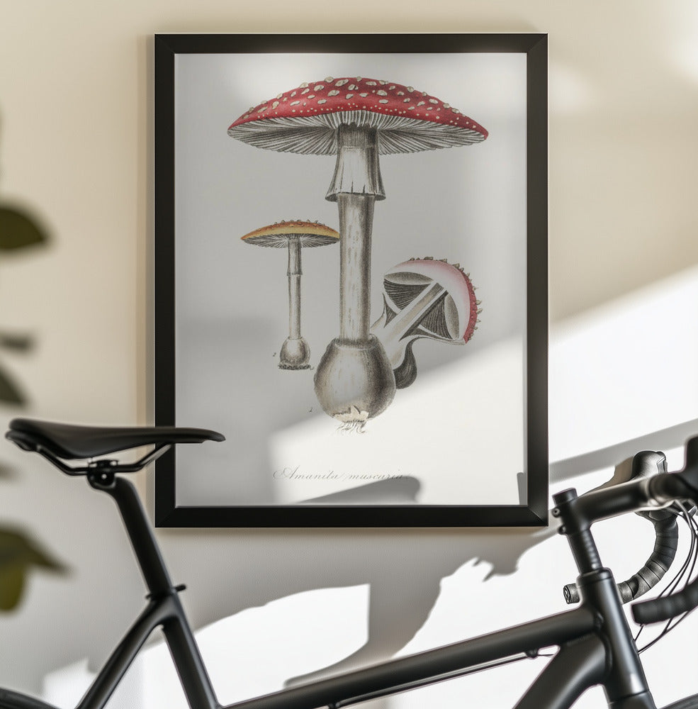 Amanita Muscaria Illustration. Medical Botany 1836 - Poster / Art Print - interiör