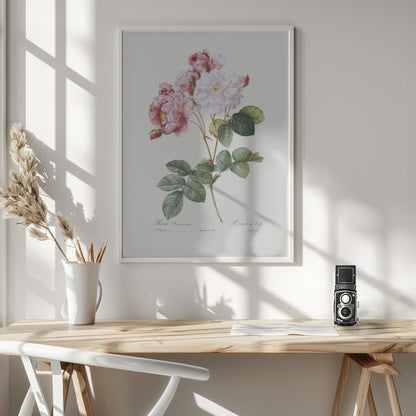 Rosebush, Les Roses (1817–1824) - Poster / Art Print - interiör