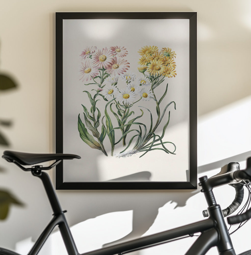 New Zealand Snow Groundsels Drawn By Featon (1848–1927) - Poster / Art Print - interiör
