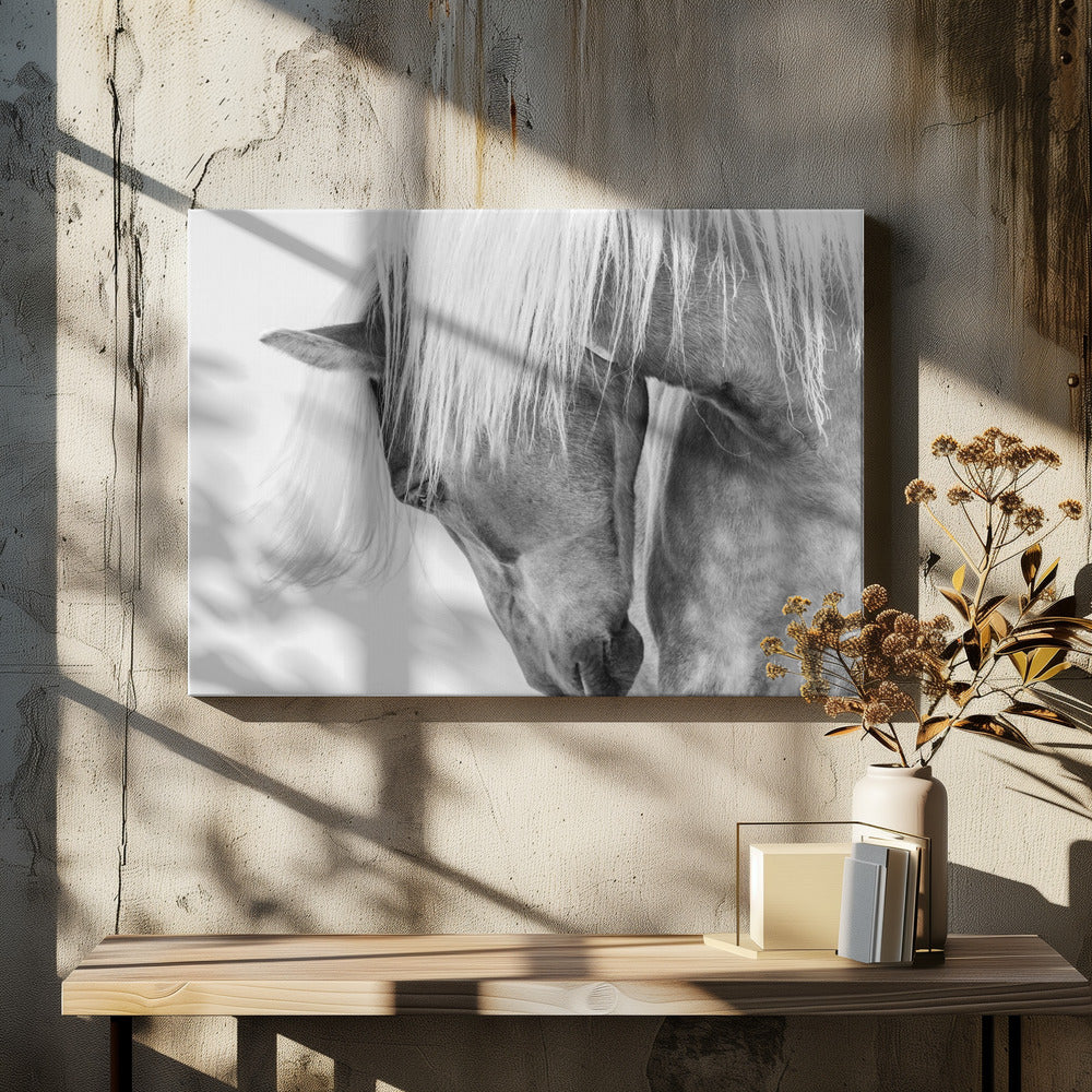 Halflinger Portrait - Poster / Art Print - interiör