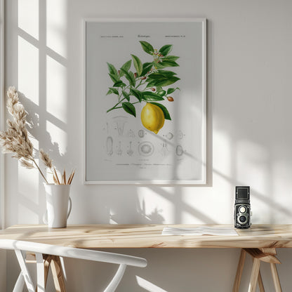 Lemon (citrus Limonium) - Poster / Art Print - interiör