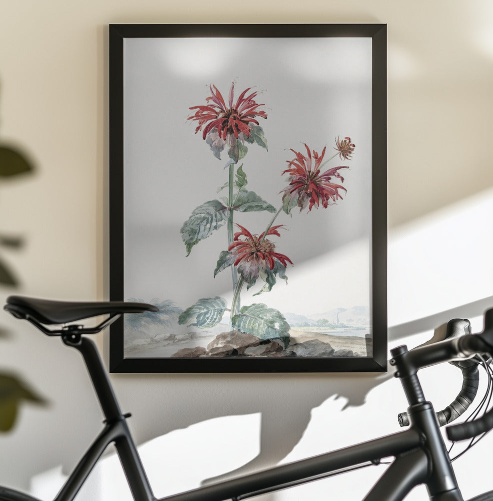 A Red Bergamot In a Landscape - Poster / Art Print - interiör