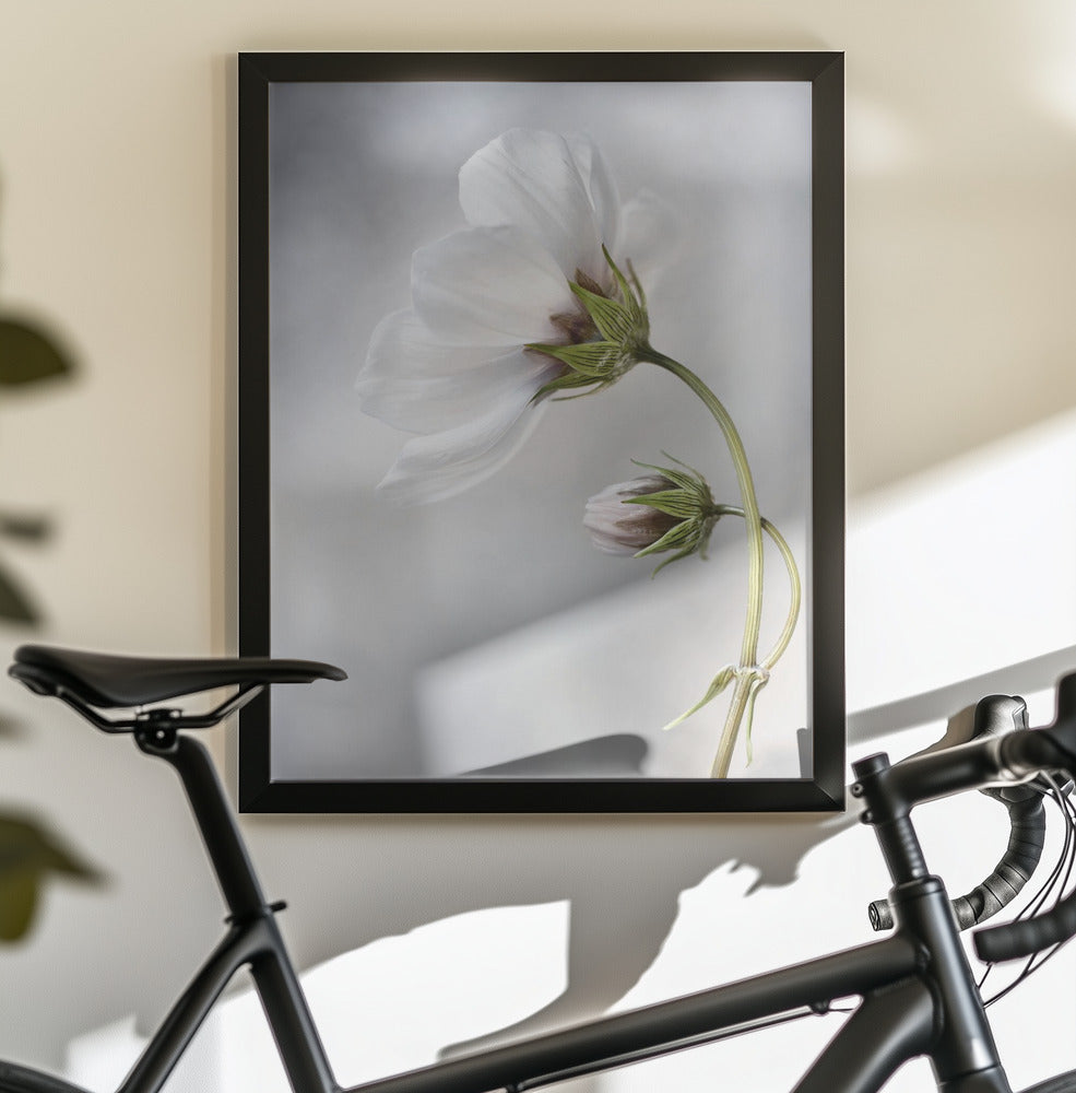Heavenly Cosmos - Poster / Art Print - interiör