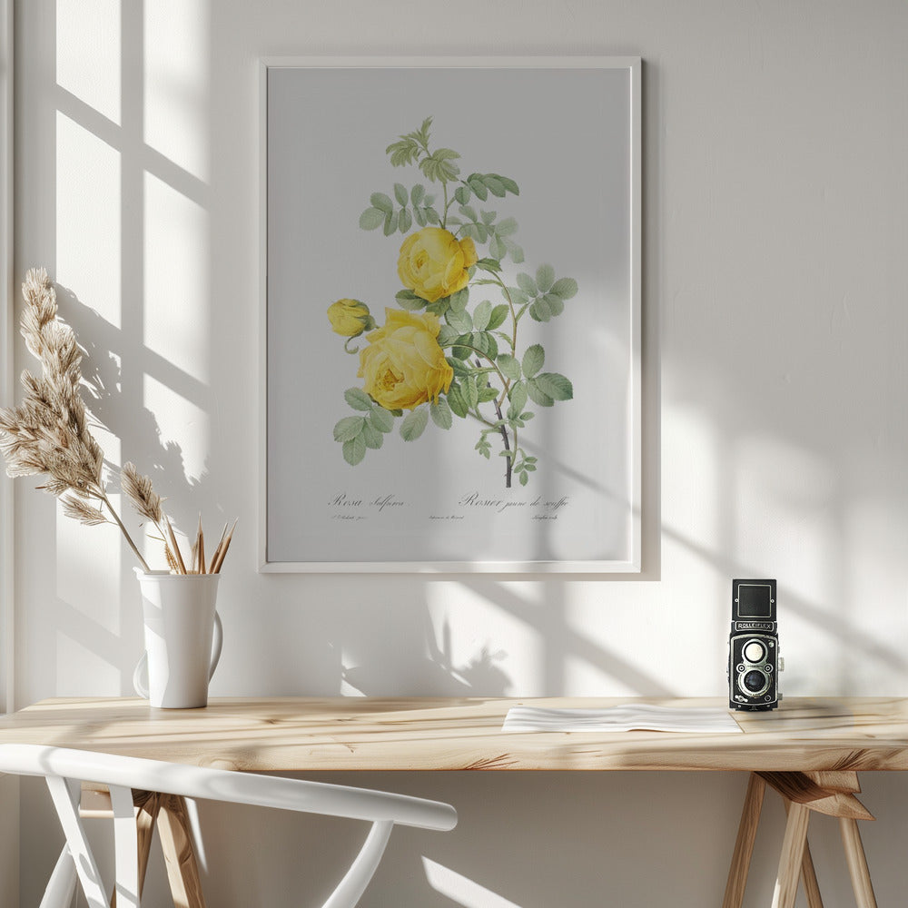 Rosa Hemisphaerica, Les Roses (1817–1824) - Poster / Art Print - interiör