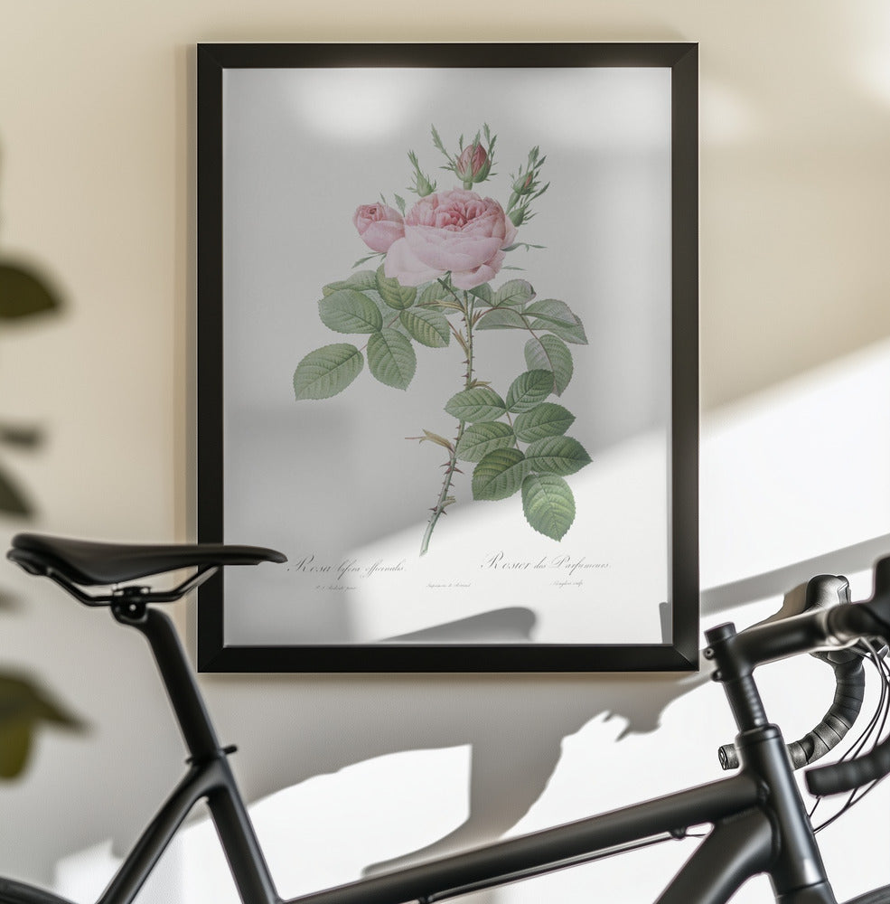 Rosa Bifera Officinalis,les Roses (1817–1824) - Poster / Art Print - interiör