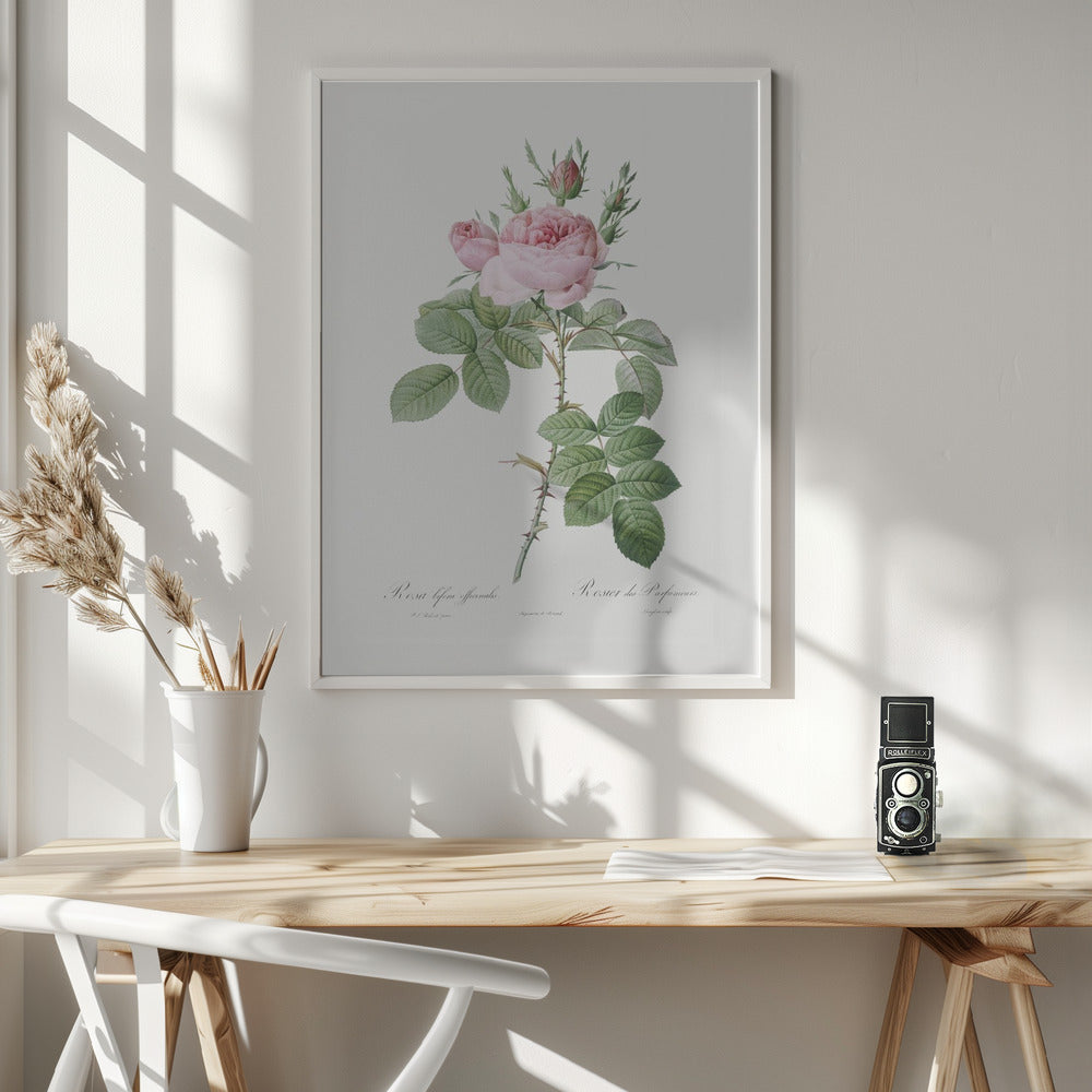 Rosa Bifera Officinalis,les Roses (1817–1824) - Poster / Art Print - interiör