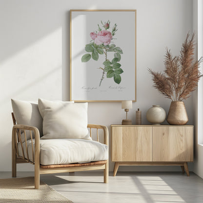 Rosa Bifera Officinalis,les Roses (1817–1824) - Poster / Art Print - interiör