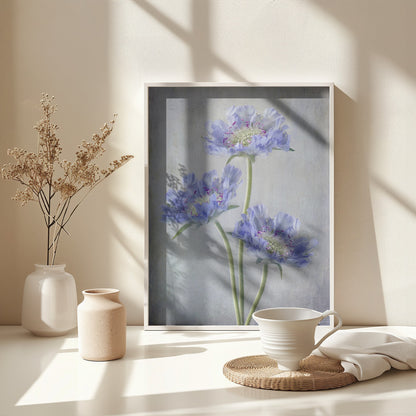 Scabiosa - Poster / Art Print - interiör