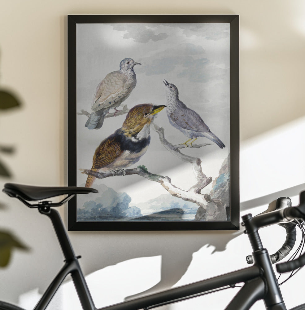 Three Birds, Two Inca Pigeons and a Collared Bearded Cuckoo - Poster / Art Print - interiör