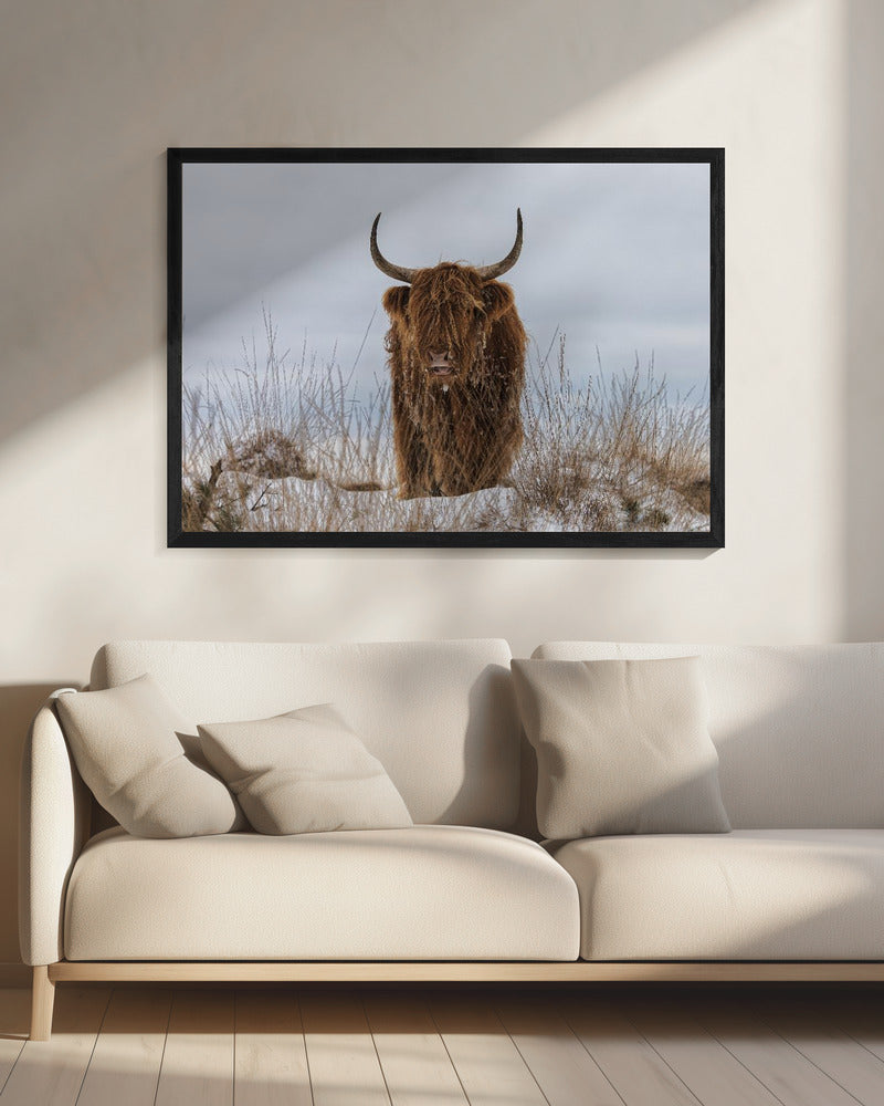 Highlander in Snow - Poster / Art Print - interiör