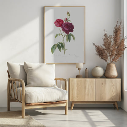 Purple French Rose, Les Roses (1817–1824) - Poster / Art Print - interiör