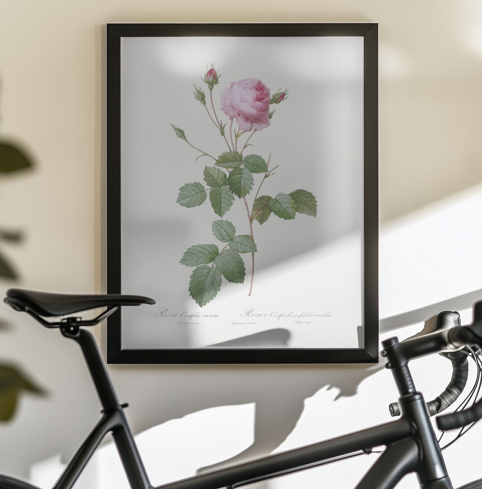 Crenate Leaved Cabbage Rose, Les Roses (1817–1824) - Poster / Art Print - interiör