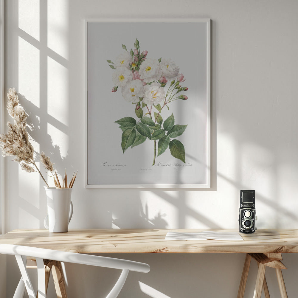 Rosa × Noisettiana, Les Roses (1817–1824) - Poster / Art Print - interiör