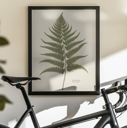 Dryopteris Filix Mas - Poster / Art Print - interiör