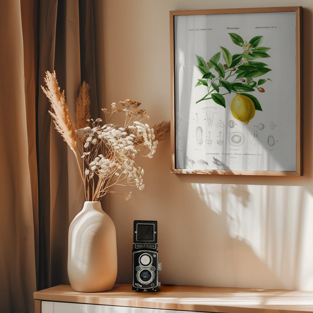 Lemon (citrus Limonium) - Poster / Art Print - interiör