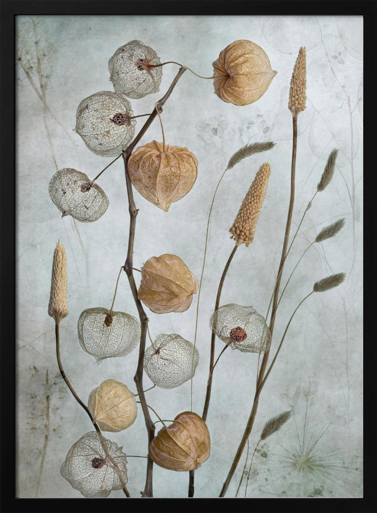 A delicate botanical still life photograph featuring dried Chinese lantern plants and various grasses against a textured, muted sage green background. Some of the lantern husks are solid and papery brown, while others are skeletal, showing the intricate vein structure. Print