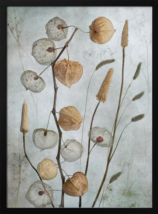 A delicate botanical still life photograph featuring dried Chinese lantern plants and various grasses against a textured, muted sage green background. Some of the lantern husks are solid and papery brown, while others are skeletal, showing the intricate vein structure. Print
