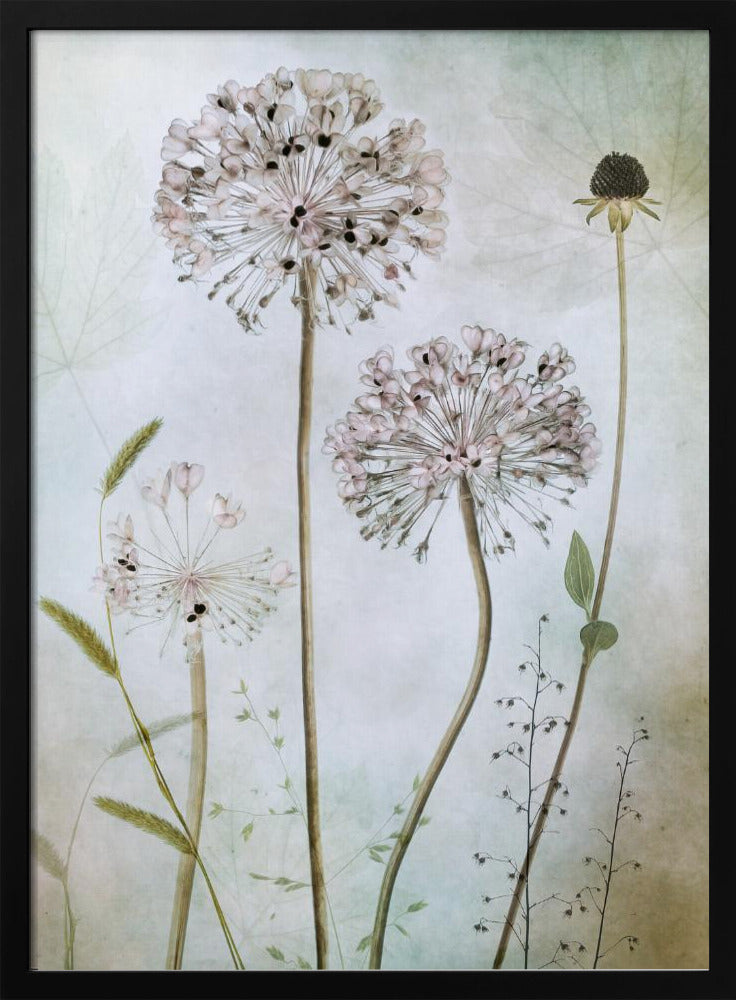 A framed botanical artwork featuring a variety of delicate wildflowers, including several large, round, light pink allium heads with dark centers, on long slender stems against a pale, textured green and beige background. Decor